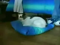 Bạn cùng phòng chiến ...